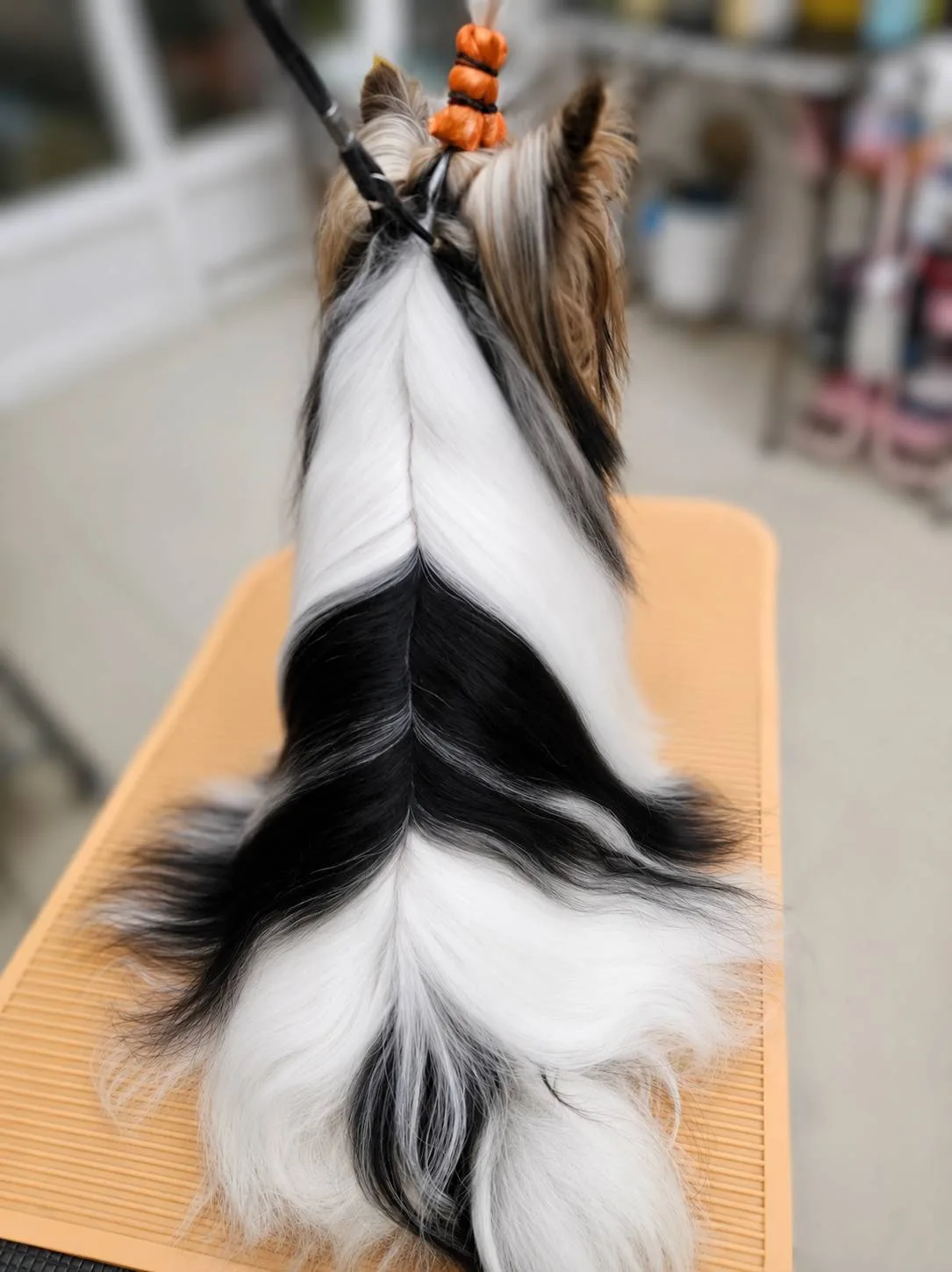 約克夏 長毛犬護理 圖片 1