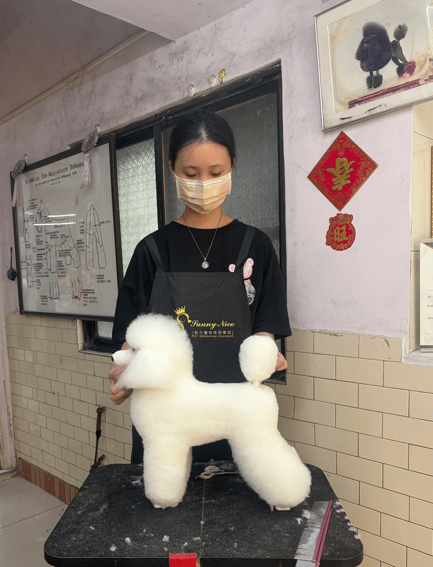 學生課程紀錄 假狗修剪 圖片 1