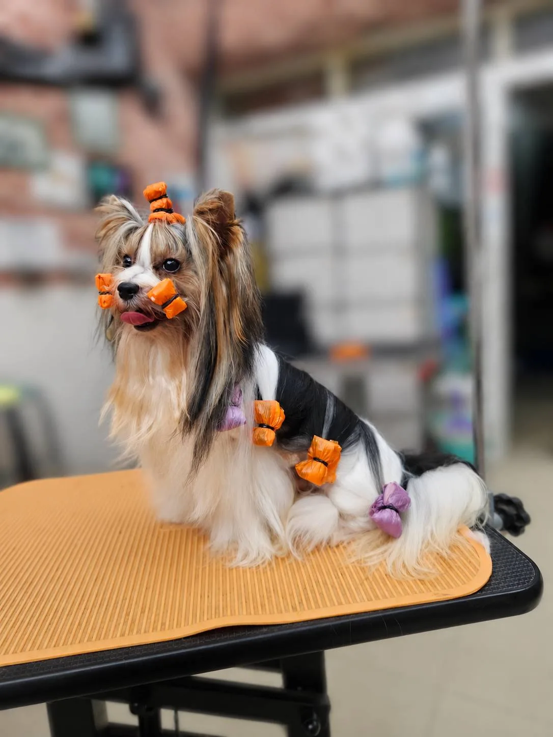 約克夏 長毛犬護理 圖片 3