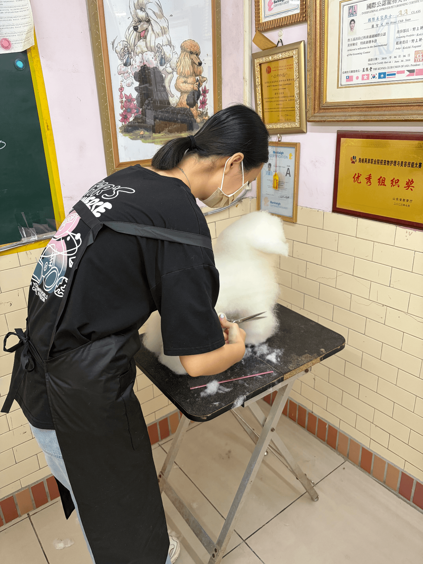 學生課程紀錄 假狗修剪 圖片 2