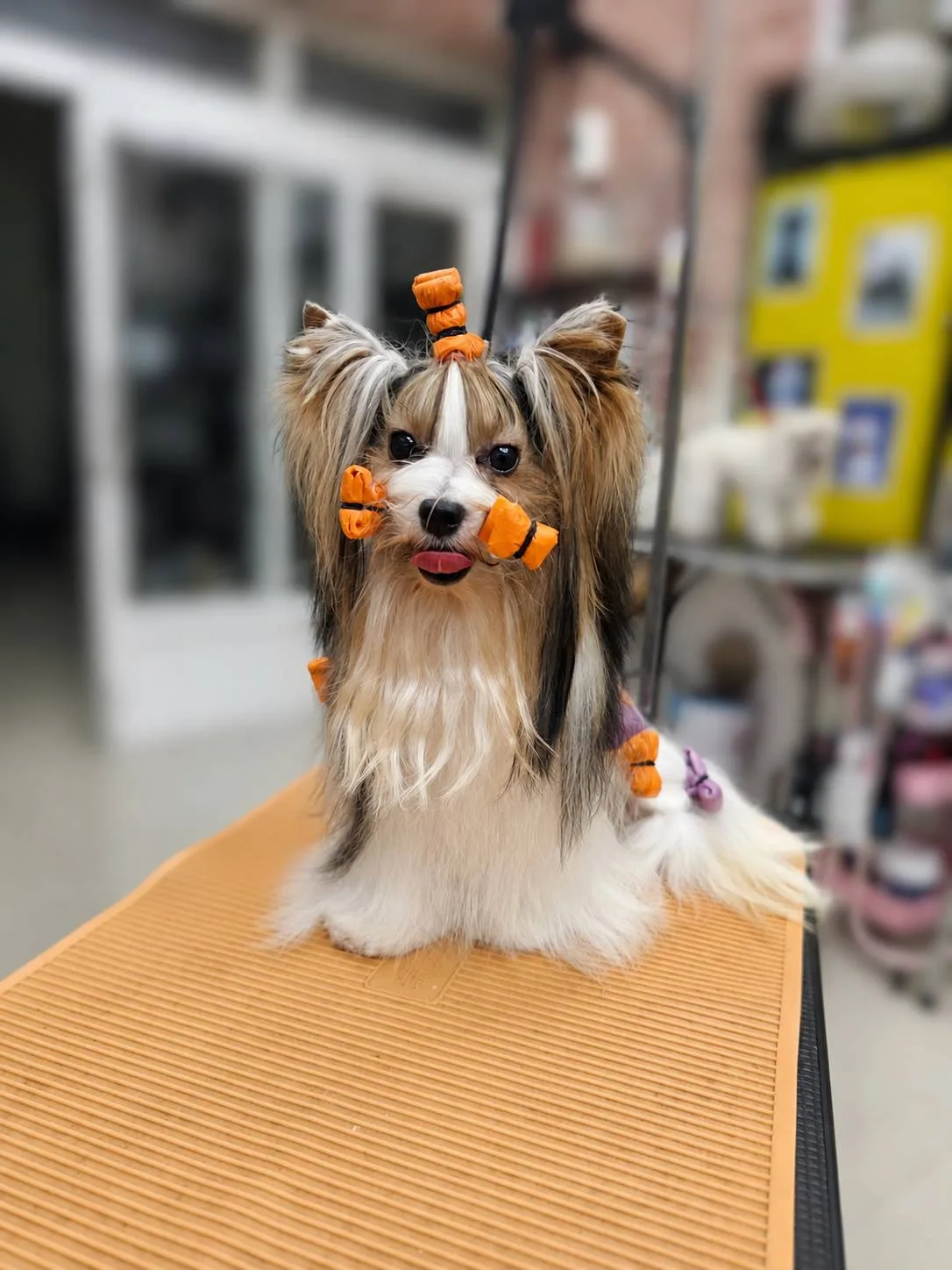 約克夏 長毛犬護理 圖片 4
