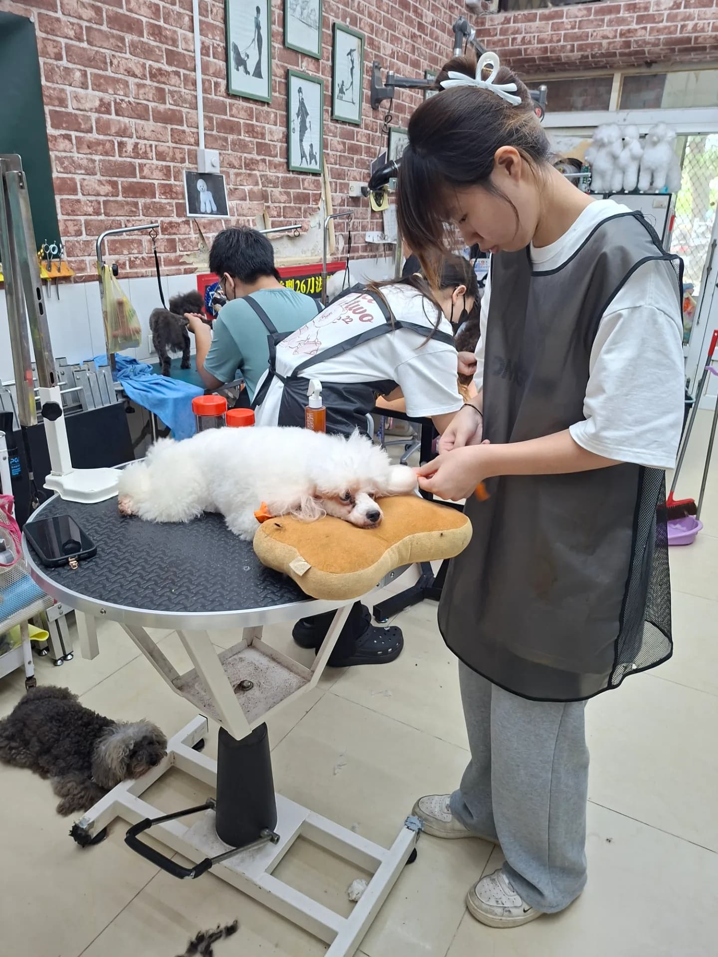 寵物美容課程介紹 圖片 3
