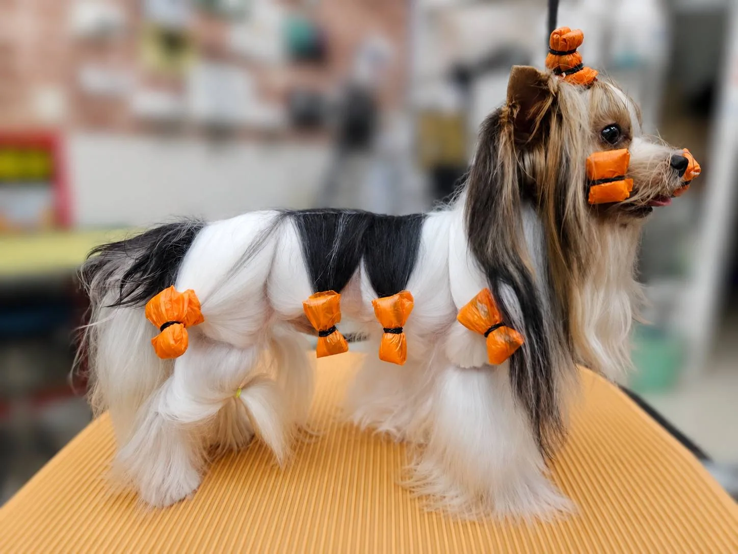 約克夏 長毛犬護理 圖片 2